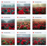 Ultimate Poinsettia Field Background Bundle