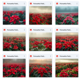 Ultimate Poinsettia Field Background Bundle