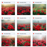 Ultimate Poinsettia Field Background Bundle
