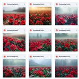 Ultimate Poinsettia Field Background Bundle